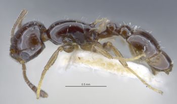 Media type: image;   Entomology 23781 Aspect: habitus lateral view